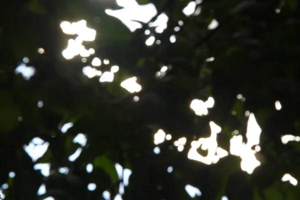 Зеленые Листья Солнечные Лучи Обезжиренном Состоянии — стоковое фото