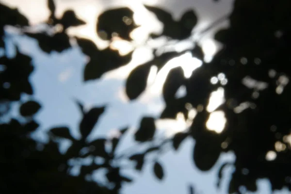 緑の葉と太陽の光が集中する — ストック写真