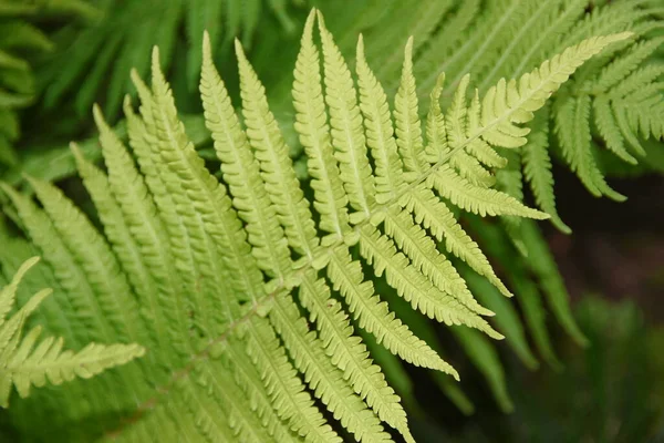 Зеленые Декоративные Листья Саду — стоковое фото