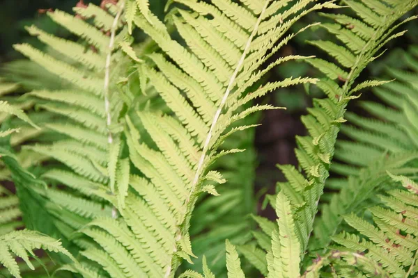 Folhas Decorativas Verdes Jardim — Fotografia de Stock