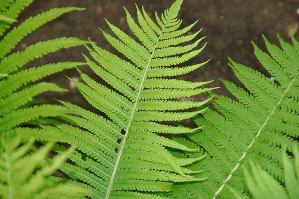 Groene Decoratieve Bladeren Tuin — Stockfoto