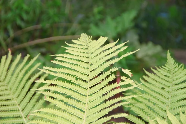 Зеленые Декоративные Листья Саду — стоковое фото