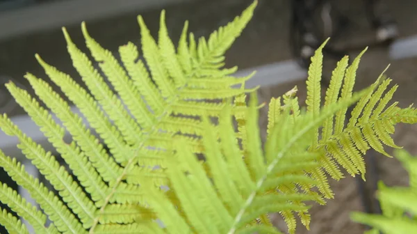 Folhas Decorativas Verdes Jardim — Fotografia de Stock