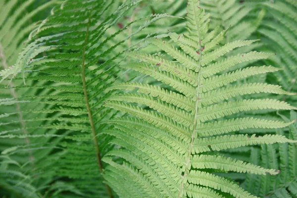 Feuilles Décoratives Vertes Dans Jardin — Photo