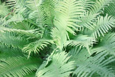 Bahçede yeşil yapraklar