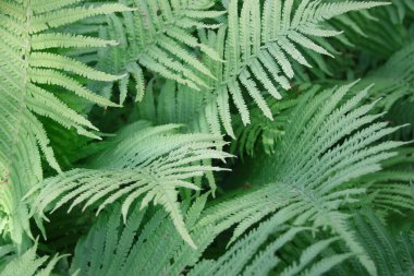 Bahçede yeşil yapraklar