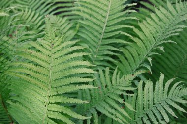 Bahçede yeşil yapraklar