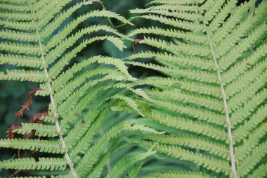 Bahçede yeşil yapraklar