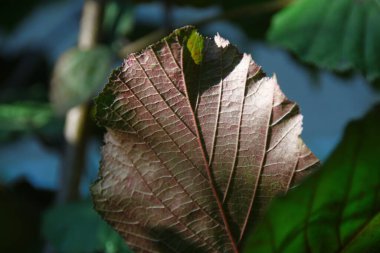 Kırmızı-yeşil fındık yaprakları bahçede