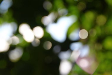 Fosforlu yeşil yapraklar ve güneş ışıkları