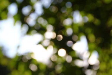 Fosforlu yeşil yapraklar ve güneş ışıkları