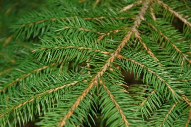 Bahçede Noel ağacının yeşil dalları var.