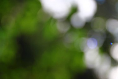 Fosforlu yeşil yapraklar ve güneş ışıkları