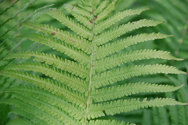 Groene Decoratieve Bladeren Tuin — Stockfoto