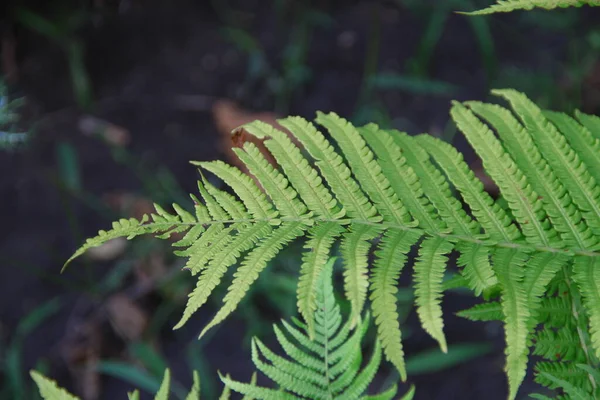Zielone Liście Dekoracyjne Ogrodzie — Zdjęcie stockowe