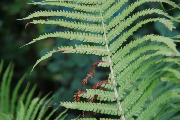 Groene Decoratieve Bladeren Tuin — Stockfoto