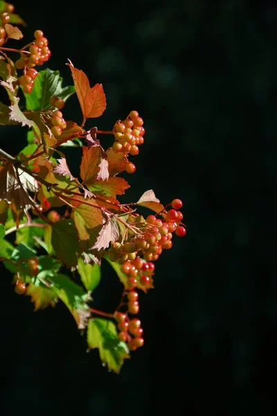 Camarões Vermelhos Viburno Folhas Verdes Jardim — Fotografia de Stock