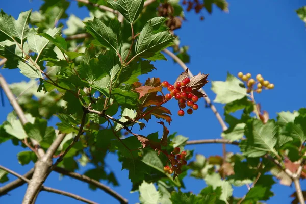 Camarões Vermelhos Viburno Folhas Verdes Jardim — Fotografia de Stock