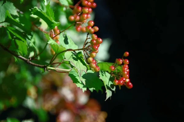 Rote Trauben Von Viburnum Und Grünen Blättern Garten — Stockfoto