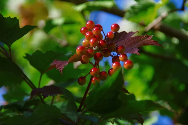 Camarões Vermelhos Viburno Folhas Verdes Jardim — Fotografia de Stock
