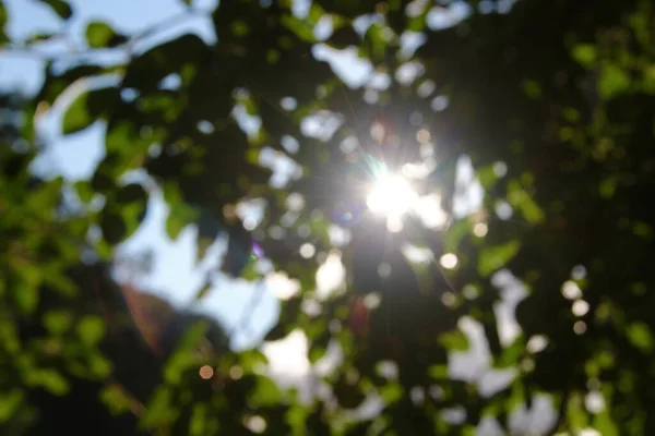 Hojas Verdes Rayos Sol Desenfoque —  Fotos de Stock