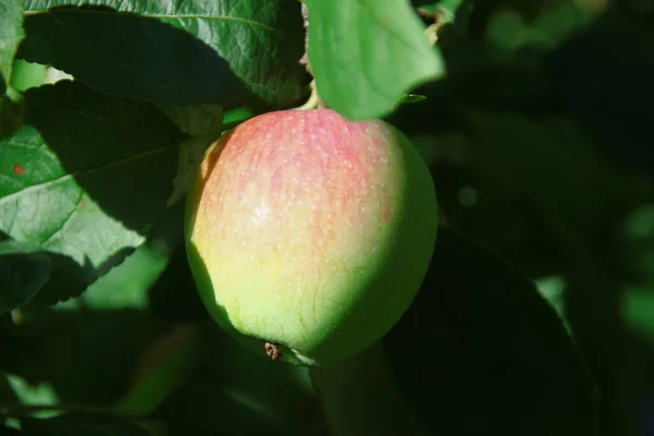 Grüne Rote Äpfel Einem Apfelbaum Garten — Stockfoto