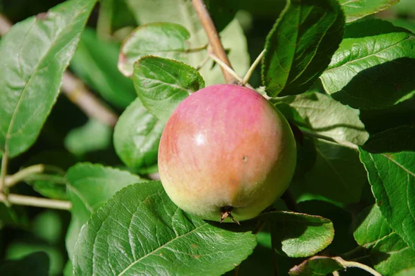 Groene Rode Appels Een Appelboom Tuin — Stockfoto