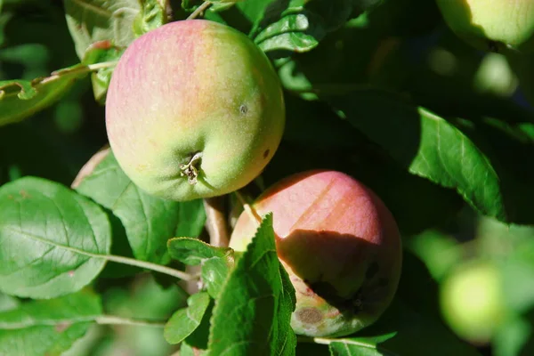 Zielone Czerwone Jabłka Jabłoni Ogrodzie — Zdjęcie stockowe