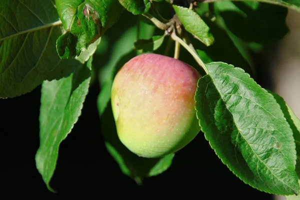 Grüne Rote Äpfel Einem Apfelbaum Garten — Stockfoto