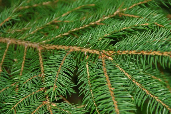 Las Ramas Verdes Las Agujas Del Árbol Navidad Jardín —  Fotos de Stock