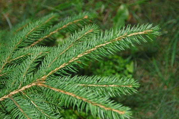 Grüne Zweige Von Christbaumnadeln Garten — Stockfoto