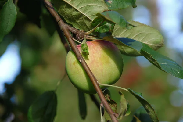 Grüne Rote Äpfel Einem Apfelbaum Garten — Stockfoto