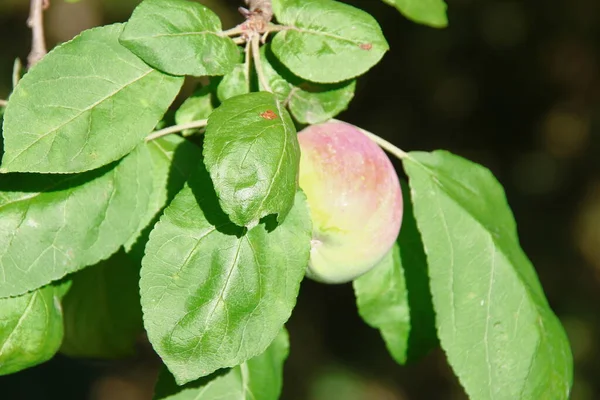 Maçãs Vermelhas Verdes Uma Árvore Maçã Jardim — Fotografia de Stock