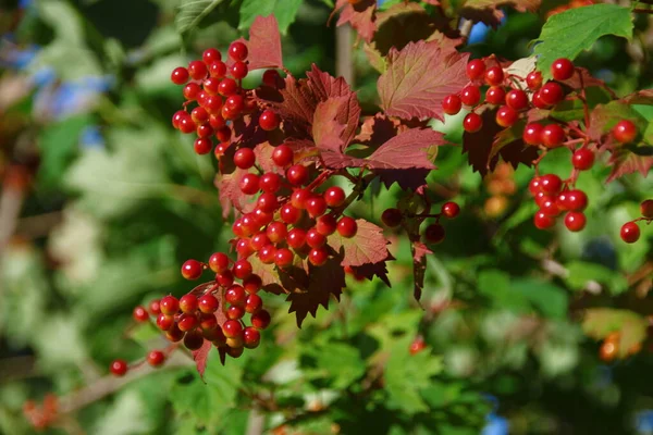 Rote Trauben Von Viburnum Und Grünen Blättern Garten — Stockfoto