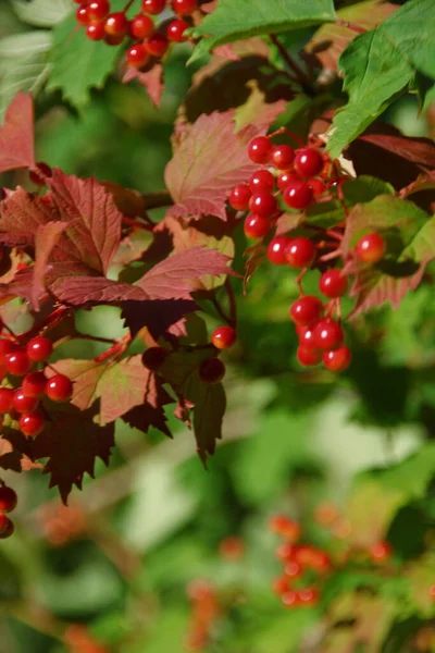 Rote Trauben Von Viburnum Und Grünen Blättern Garten — Stockfoto