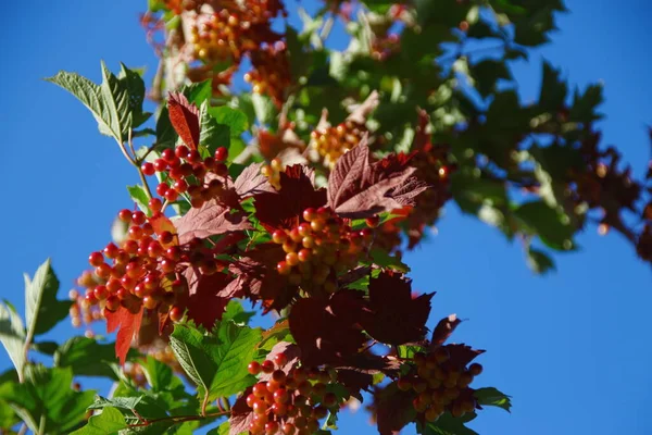 Camarões Vermelhos Viburno Folhas Verdes Jardim — Fotografia de Stock