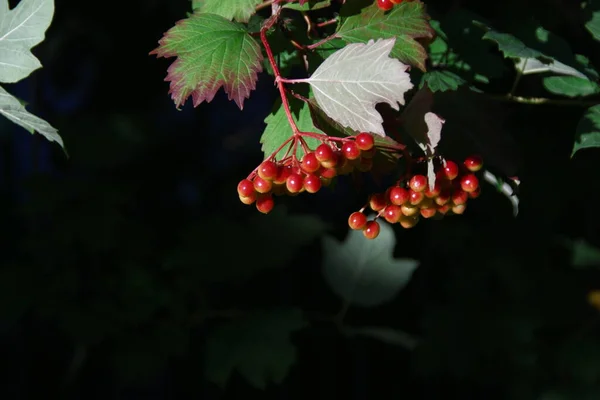 Κόκκινα Τσαμπιά Από Viburnum Και Πράσινα Φύλλα Στον Κήπο — Φωτογραφία Αρχείου