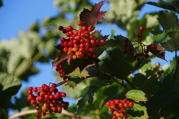 Rote Trauben Von Viburnum Und Grünen Blättern Garten — Stockfoto