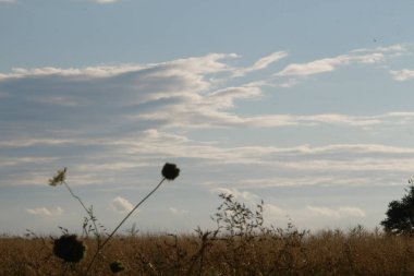 Ağustosta gün batımında güzel bir gökyüzü