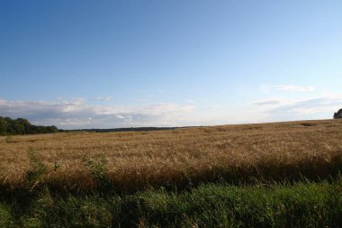 Tarla sarı buğdayla ekildi.