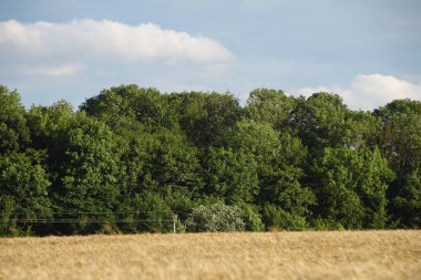 Tarla sarı buğdayla ekildi.
