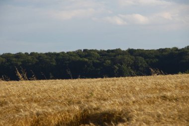 Tarla sarı buğdayla ekildi.
