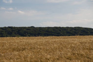 Tarla sarı buğdayla ekildi.