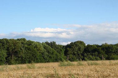 Tarla sarı buğdayla ekildi.