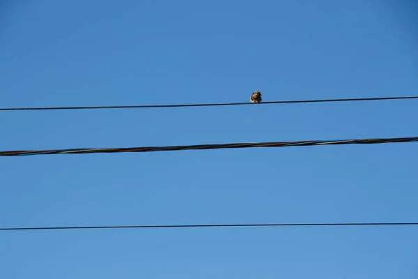 Stromleitungen Vor Blauem Himmel — Stockfoto