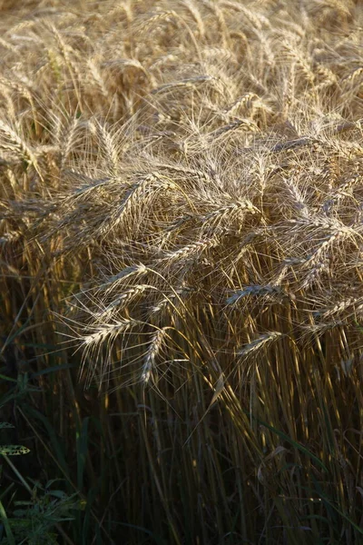 Campo Siembra Con Trigo Amarillo —  Fotos de Stock