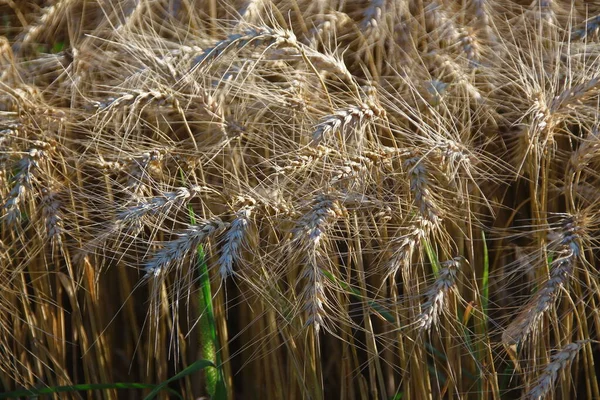 Das Feld Wird Mit Gelbem Weizen Gesät — Stockfoto