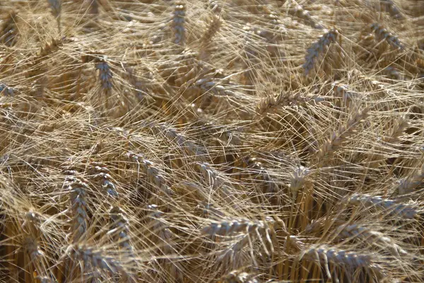 Campo Siembra Con Trigo Amarillo —  Fotos de Stock