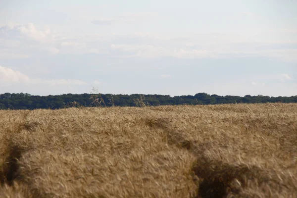 畑には黄色い小麦が種をまいている — ストック写真