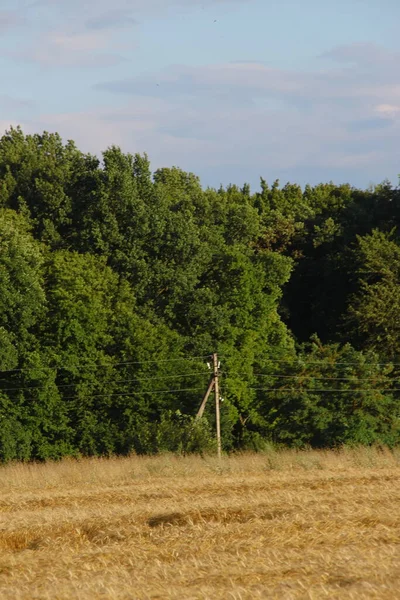 Het Veld Gezaaid Met Gele Tarwe — Stockfoto